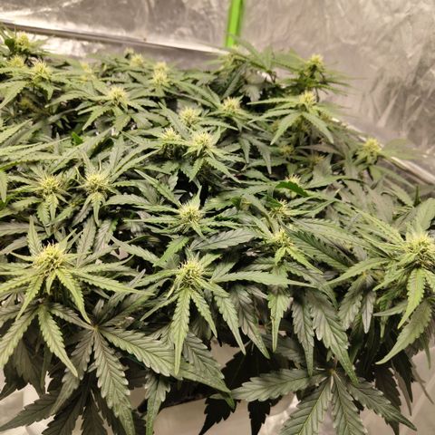 CBD Crack #2 growlog timeline photo