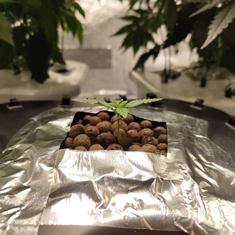 Mysterio #1 [monster] growlog timeline photo