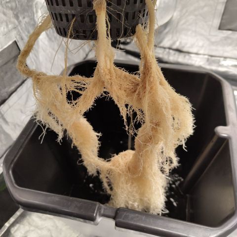 DarkDevil #2 growlog timeline photo