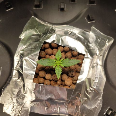 Mysterio #1 [monster] growlog timeline photo