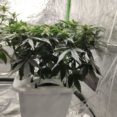 CBD Crack #2 growlog timeline photo