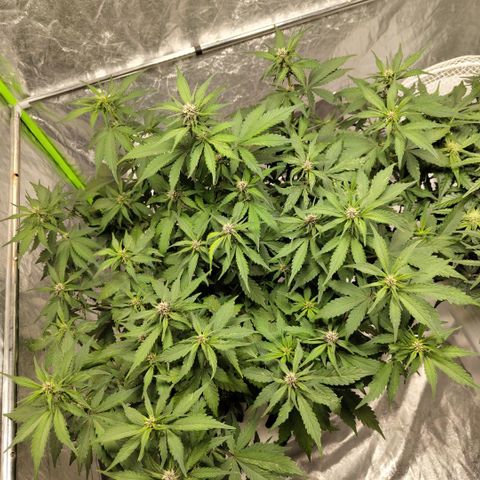 DarkDevil #2 growlog timeline photo