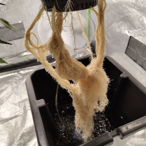 CBD Crack #2 growlog timeline photo