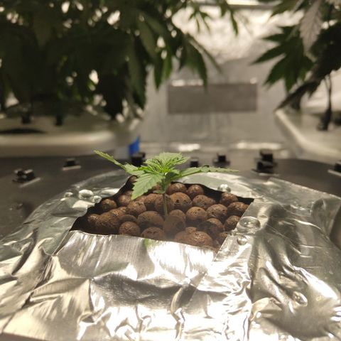 Mysterio #1 [monster] growlog timeline photo