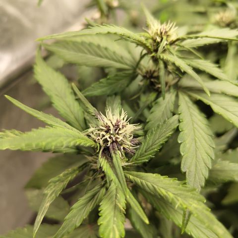 DarkDevil #2 growlog timeline photo