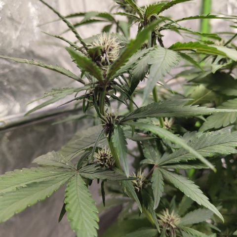 DarkDevil #2 growlog timeline photo