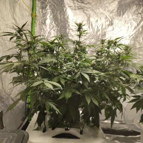 DarkDevil #2 growlog timeline photo