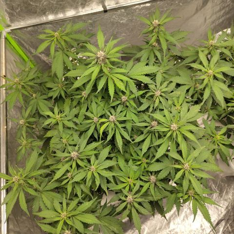 DarkDevil #2 growlog timeline photo