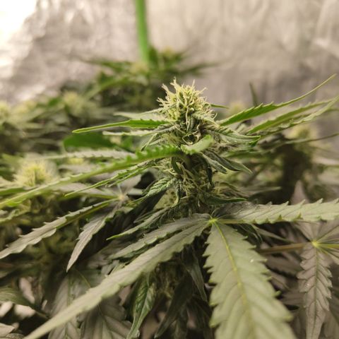 CBD Crack #2 growlog timeline photo