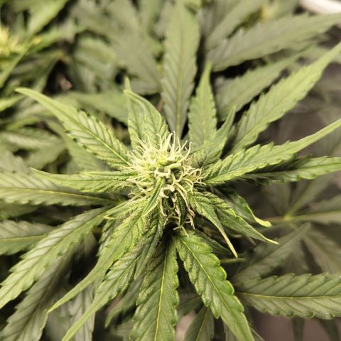 CBD Crack #2 growlog timeline photo