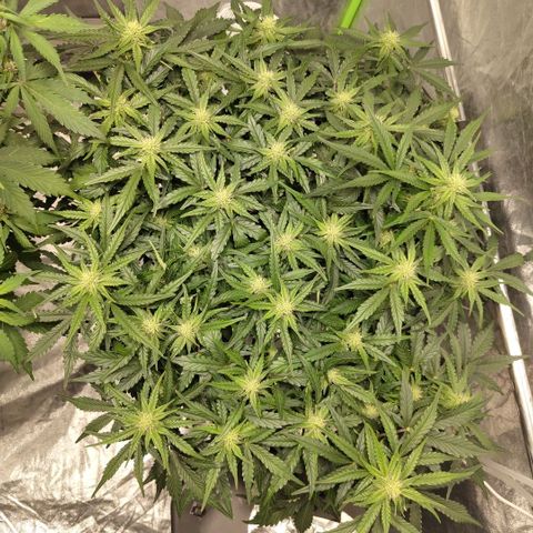 CBD Crack #2 growlog timeline photo