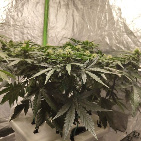 CBD Crack #2 growlog timeline photo