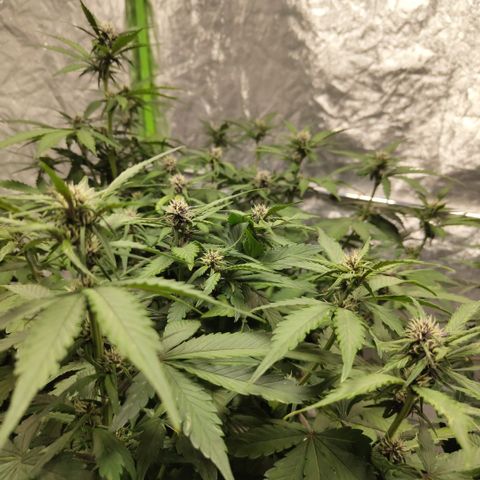 DarkDevil #2 growlog timeline photo