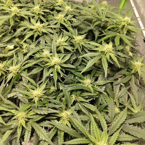 CBD Crack #2 growlog timeline photo