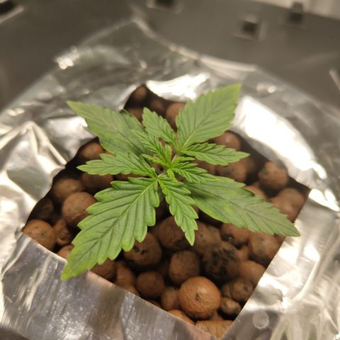 Mysterio #1 [monster] growlog timeline photo