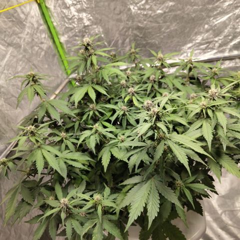 DarkDevil #2 growlog timeline photo