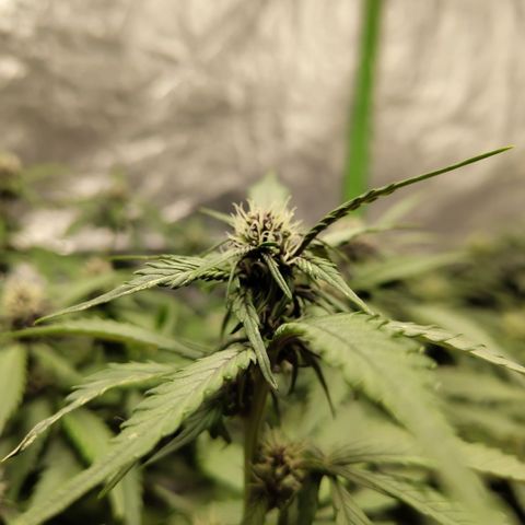 DarkDevil #2 growlog timeline photo