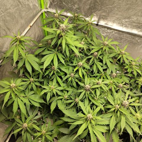 DarkDevil #2 growlog timeline photo