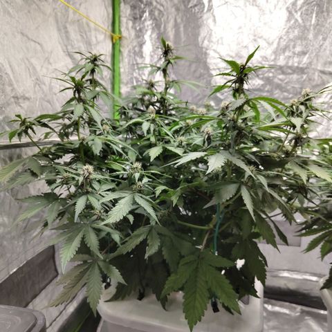DarkDevil #2 growlog timeline photo