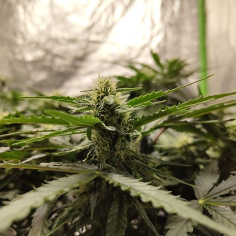 CBD Crack #2 growlog timeline photo