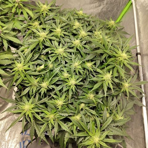 CBD Crack #2 growlog timeline photo