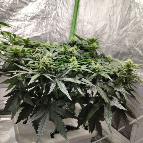 CBD Crack #2 growlog timeline photo