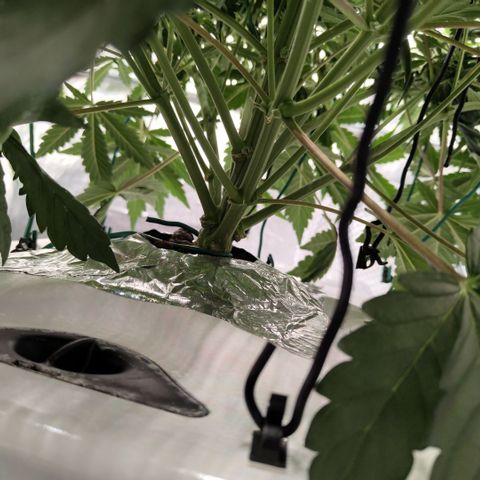 CBD Crack #2 growlog timeline photo