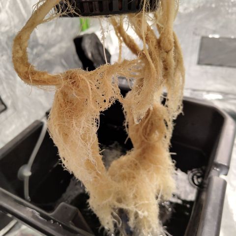 DarkDevil #2 growlog timeline photo
