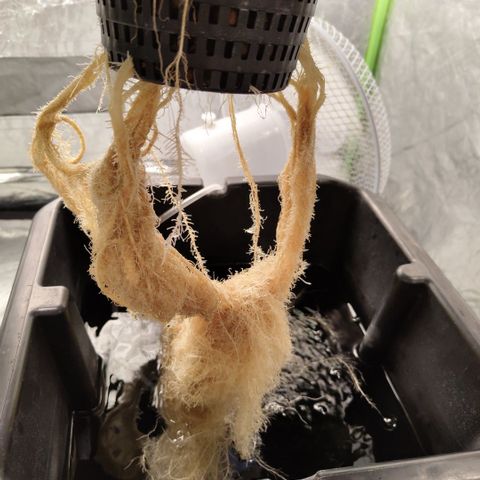 CBD Crack #2 growlog timeline photo