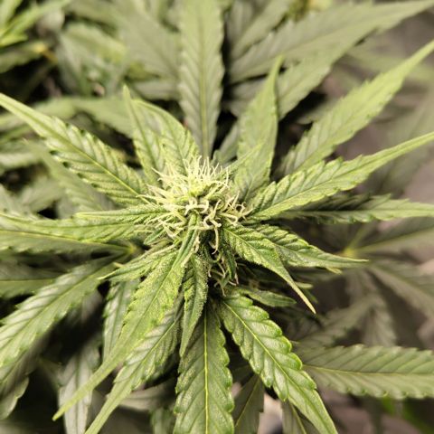 CBD Crack #2 growlog timeline photo