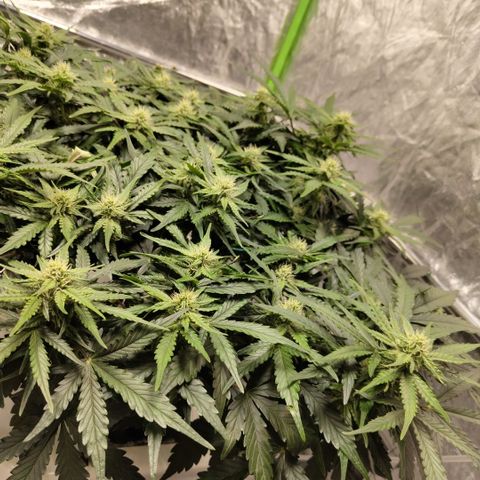 CBD Crack #2 growlog timeline photo