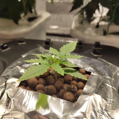 Mysterio #1 [monster] growlog timeline photo