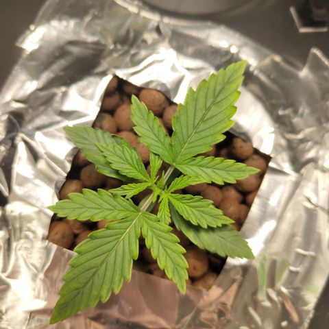 Mysterio #1 [monster] growlog timeline photo