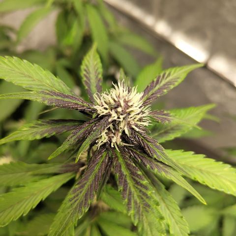 DarkDevil #2 growlog timeline photo