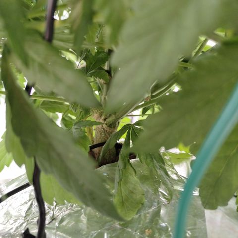 DarkDevil #2 growlog timeline photo