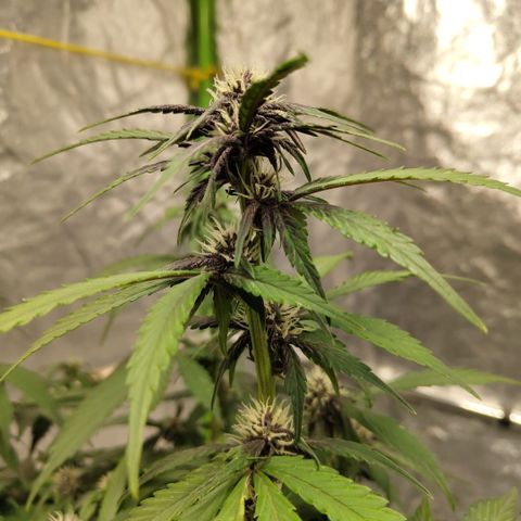 DarkDevil #2 growlog timeline photo