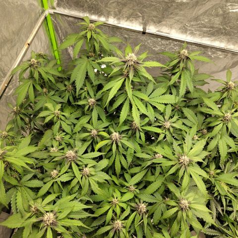 DarkDevil #2 growlog timeline photo