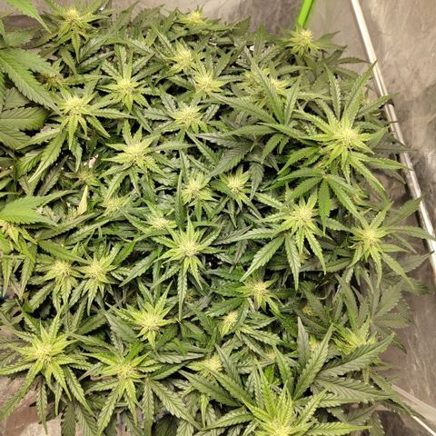 CBD Crack #2 growlog timeline photo