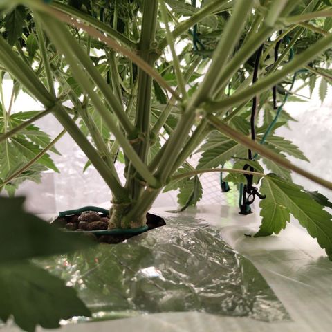 CBD Crack #2 growlog timeline photo