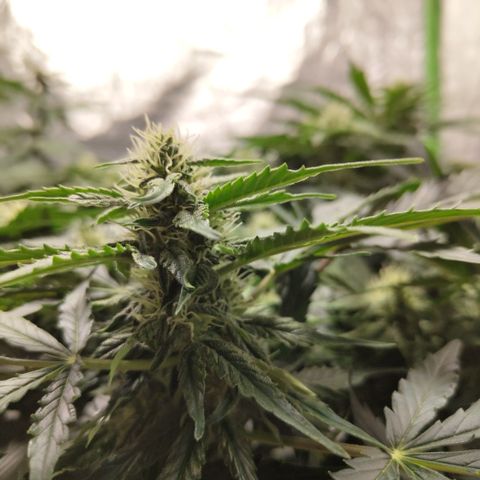 CBD Crack #2 growlog timeline photo