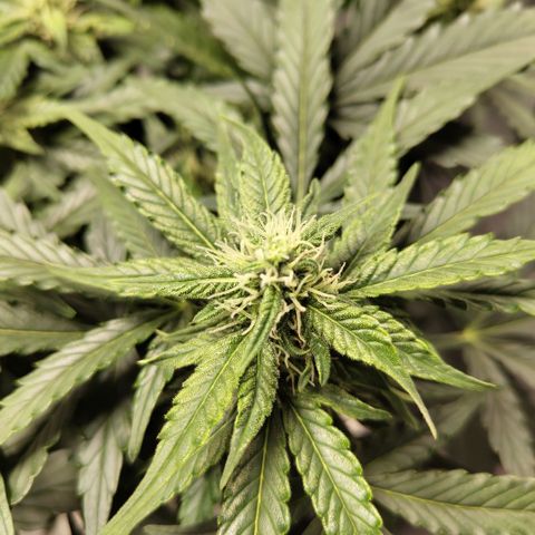 CBD Crack #2 growlog timeline photo