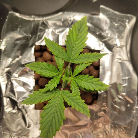 Mysterio #1 [monster] growlog timeline photo