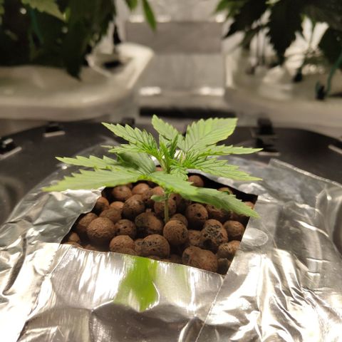 Mysterio #1 [monster] growlog timeline photo