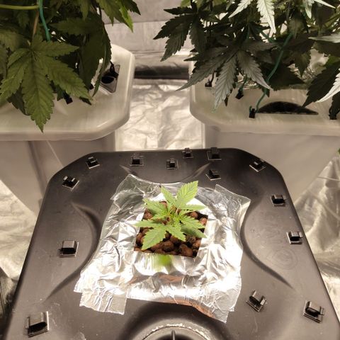 Mysterio #1 [monster] growlog timeline photo