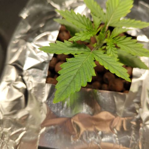 Mysterio #1 [monster] growlog photo: Nute burn?