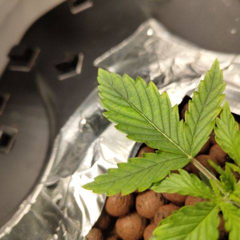 Mysterio #1 [monster] growlog photo: Nute burn?