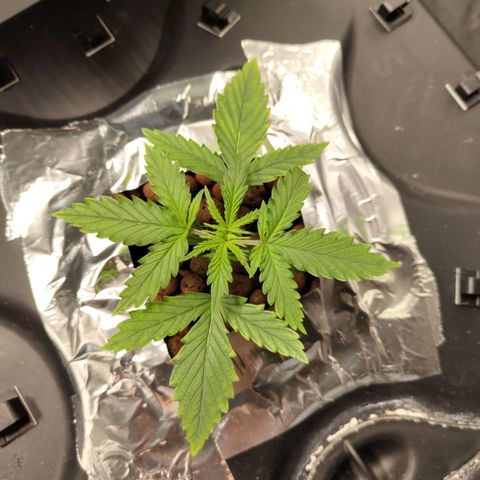 Mysterio #1 [monster] growlog timeline photo