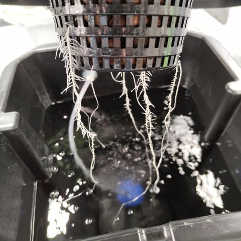 Mysterio #1 [monster] growlog timeline photo