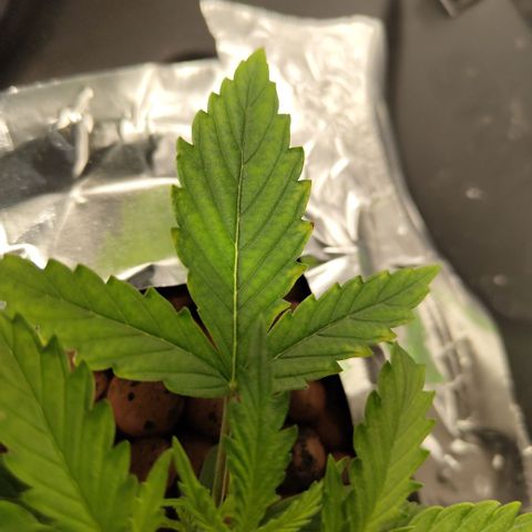 Mysterio #1 [monster] growlog photo: Still nute burn? Have to keep an eye on it