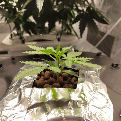 Mysterio #1 [monster] growlog timeline photo